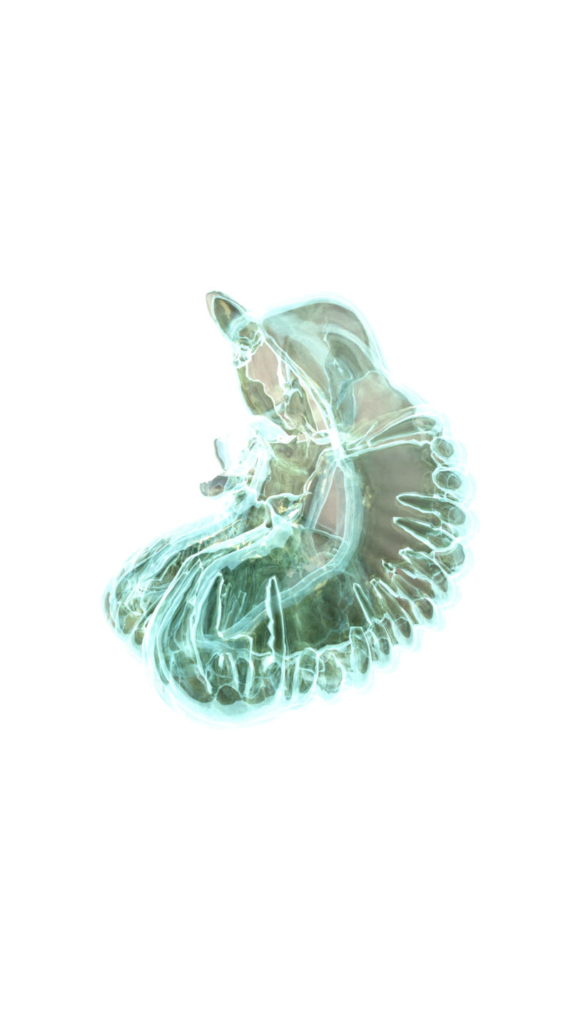Giant Larvacean