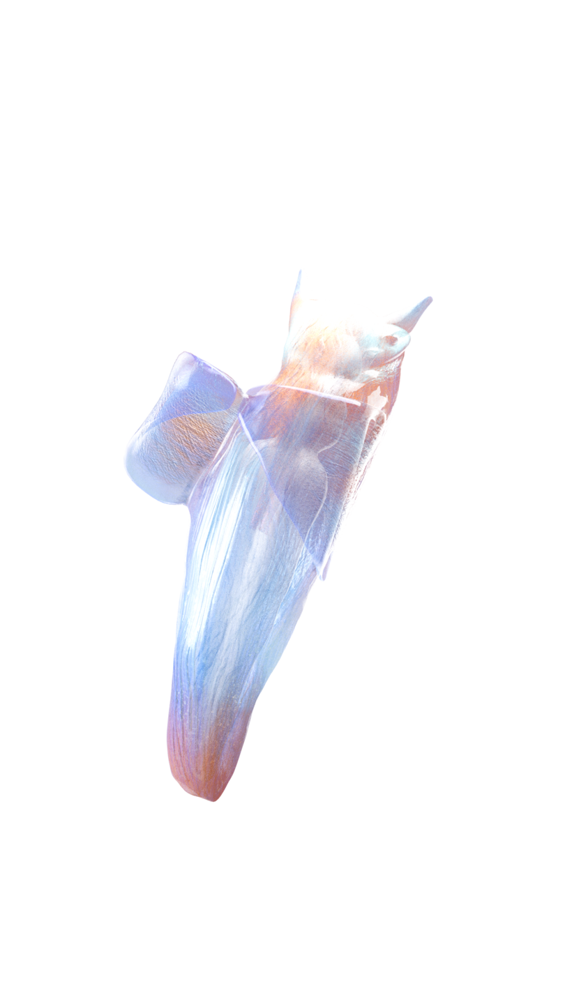 Sea Angel